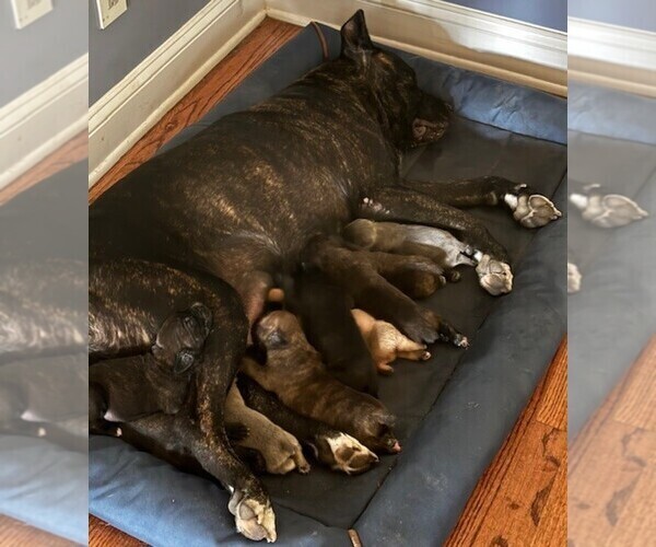 Medium Photo #1 Cane Corso Puppy For Sale in FAYETTEVILLE, NC, USA