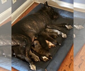 Cane Corso Puppy for sale in FAYETTEVILLE, NC, USA