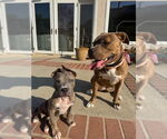 Small #3 American Staffordshire Terrier Mix