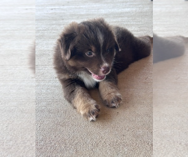 Medium Photo #13 Miniature Australian Shepherd Puppy For Sale in CANTON, TX, USA
