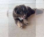 Small #12 Miniature Australian Shepherd