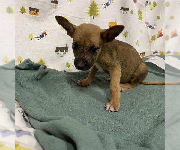 Medium Photo #1 German Shepherd Dog Puppy For Sale in Modesto, CA, USA