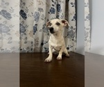 Small #34 Chihuahua
