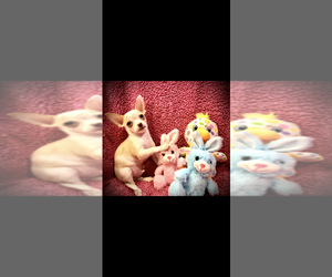 Chihuahua Puppy for Sale in SHERMAN, Texas USA