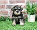 Small #19 Schnauzer (Miniature)