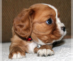 Small #2 Cavalier King Charles Spaniel