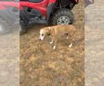 Small #2 Coonhound