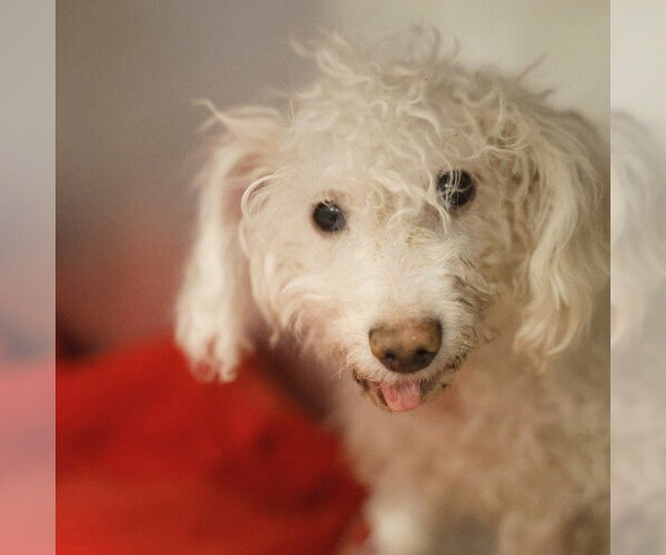 Medium Photo #1 Poodle (Miniature)-Unknown Mix Puppy For Sale in San Antonio, TX, USA