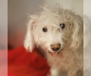 Poodle (Miniature)-Unknown Mix Dogs for adoption in San Antonio, TX, USA