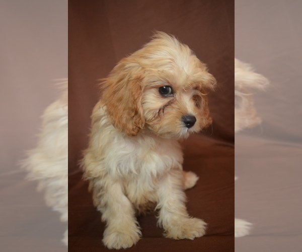 Medium Photo #4 Cavapoo Puppy For Sale in PATERSON, NJ, USA