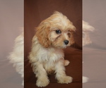 Small Photo #4 Cavapoo Puppy For Sale in PATERSON, NJ, USA