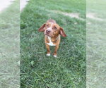 Small #1 Mutt