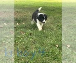 Small #3 Border Collie-Collie Mix