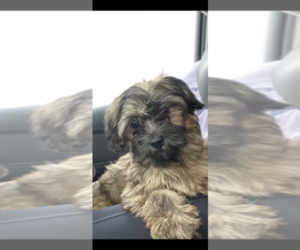 Terrier Brasileiro(Brazillian Terrier )-Unknown Mix Puppy for sale in GLENDALE, WI, USA