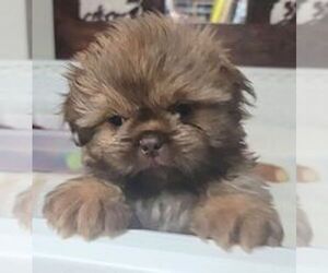 Shih Tzu Puppy for sale in ADRIAN, MI, USA