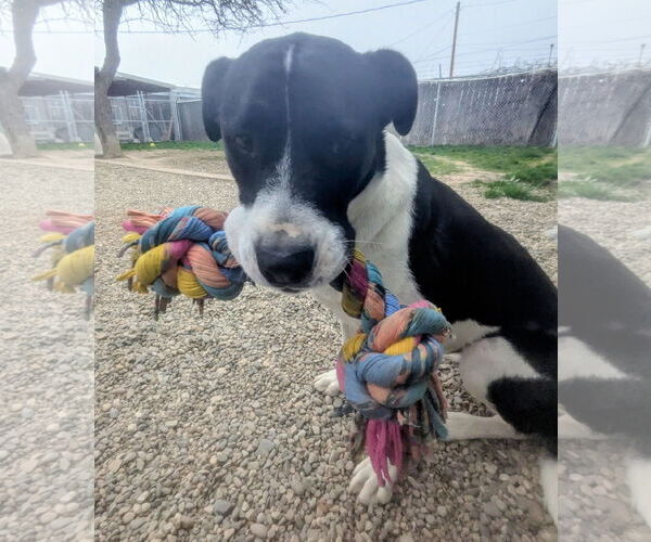 Medium Photo #1  Puppy For Sale in , 