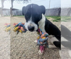 Mutt Dogs for adoption in Emmett, ID, USA