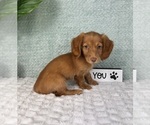 Small #8 Dachshund
