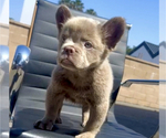Small Photo #1 French Bulldog Puppy For Sale in DALLAS, TX, USA