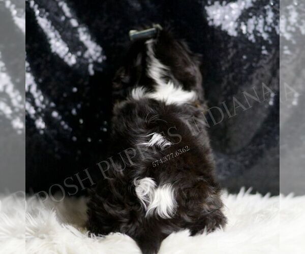 Medium Photo #5 Cavalier King Charles Spaniel Puppy For Sale in WARSAW, IN, USA