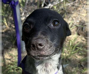 Mutt Dogs for adoption in Canton, CT, USA