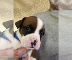 Small #5 Boxer