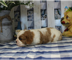 Small Photo #7 Cavalier King Charles Spaniel Puppy For Sale in CHANUTE, KS, USA