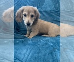 Small #6 Dachshund