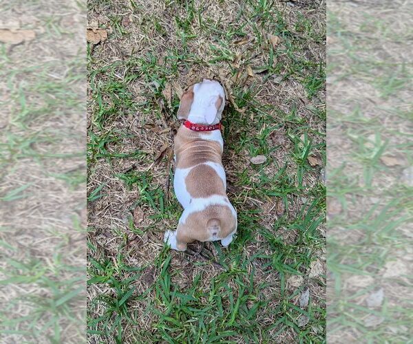 Medium Photo #4 Olde English Bulldogge Puppy For Sale in AUSTIN, TX, USA