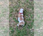 Small #3 Olde English Bulldogge