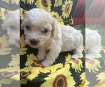 Small #2 Havanese
