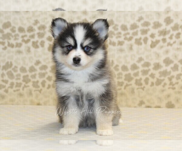 Medium Photo #3 Pomsky Puppy For Sale in DENVER, PA, USA