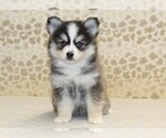 Small #2 Pomsky