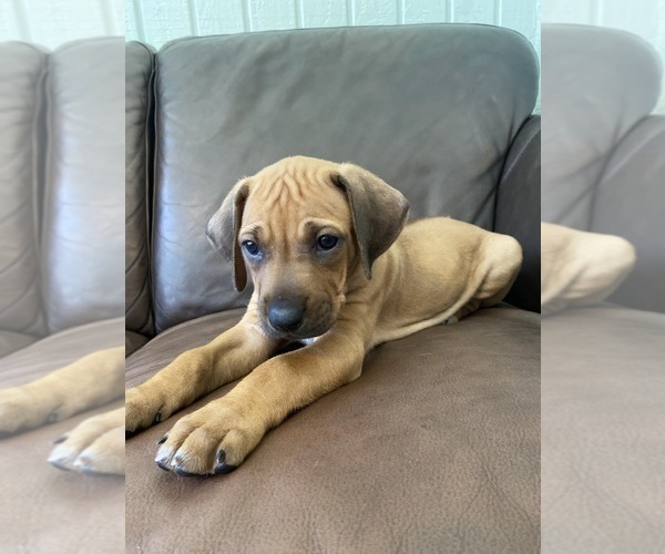 Medium Photo #19 Rhodesian Ridgeback Puppy For Sale in KELLER, TX, USA