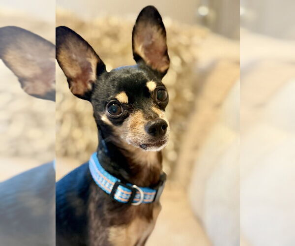 Medium Photo #4 Chipin Puppy For Sale in oakland, FL, USA
