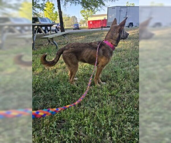 Medium Photo #2 Siberian Husky-Unknown Mix Puppy For Sale in Glen Allen, VA, USA