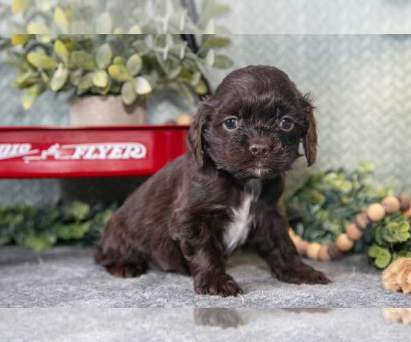 Medium Photo #3 Cocker Spaniel Puppy For Sale in NAPPANEE, IN, USA