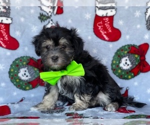 Havanese Puppy for sale in LANCASTER, PA, USA