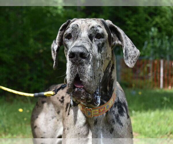 Medium Photo #1 Great Dane Puppy For Sale in Huntersville, NC, USA