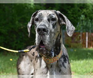 Great Dane Dogs for adoption in Huntersville, NC, USA