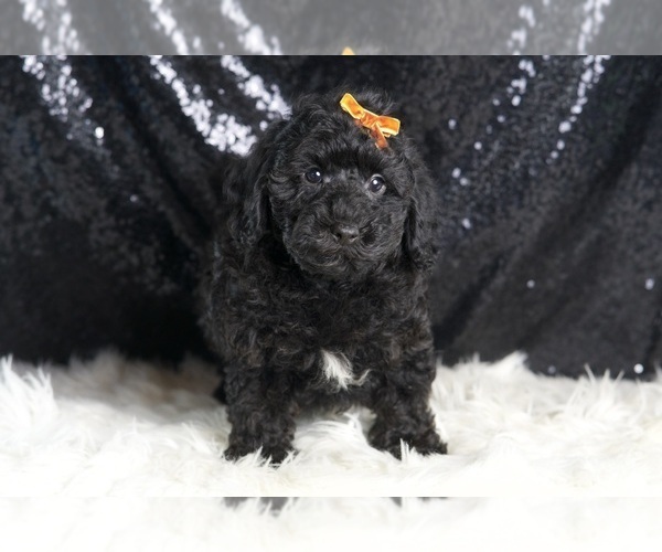 Medium Photo #2 Poodle (Miniature) Puppy For Sale in WARSAW, IN, USA