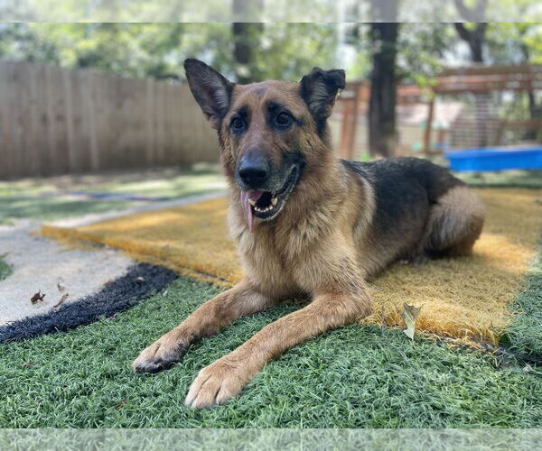 Medium Photo #1 German Shepherd Dog Puppy For Sale in Leavenworth, KS, USA