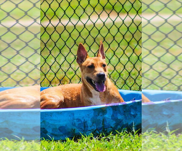 Medium Photo #2 Mutt Puppy For Sale in Evansville, IN, USA