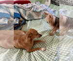 Small Photo #2 Chiweenie Puppy For Sale in Wakefield, RI, USA