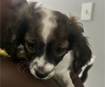 Small #4 YorkiePoo