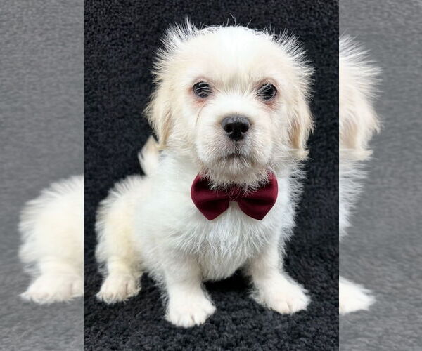 Medium Photo #2 Mutt Puppy For Sale in Grafton, WI, USA
