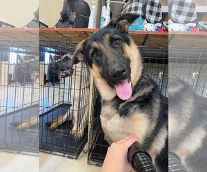 German Shepherd Dog Dogs for adoption in Binghamton, NY, USA