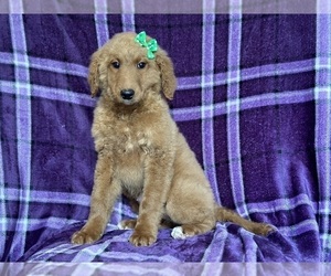 Medium Goldendoodle