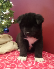 Akita Puppy for sale in FRESNO, OH, USA