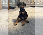 Small #27 Doberman Pinscher